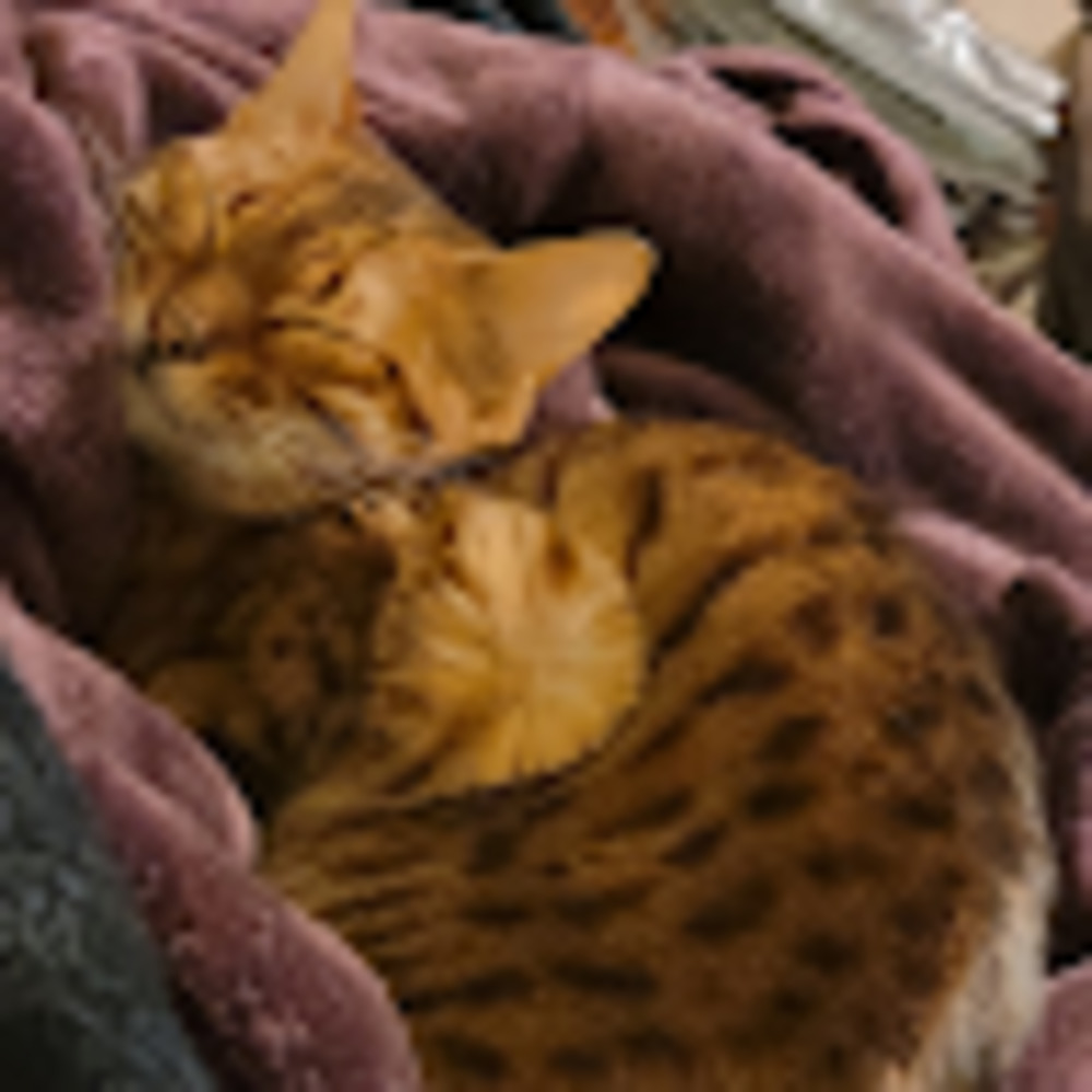 Meet your Posher, Mikayla